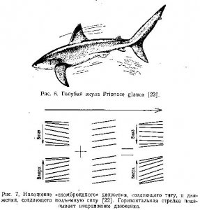 Голубая акула.JPG