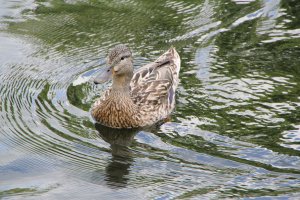 IMG_0547.JPG