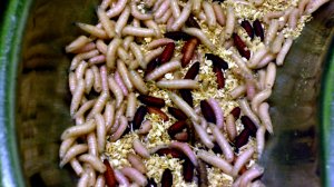 Maggots,_London_Zoo,_London.jpg Maggots,_London_Zoo,_London.jpg