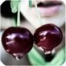 adina