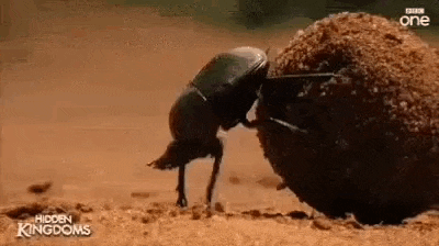 turlacz-gnojarz.gif